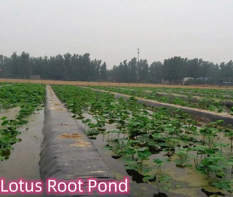 Black Geomembranes for Fish Ponds Landfill Sites Made of High Density Polyethylene EVA